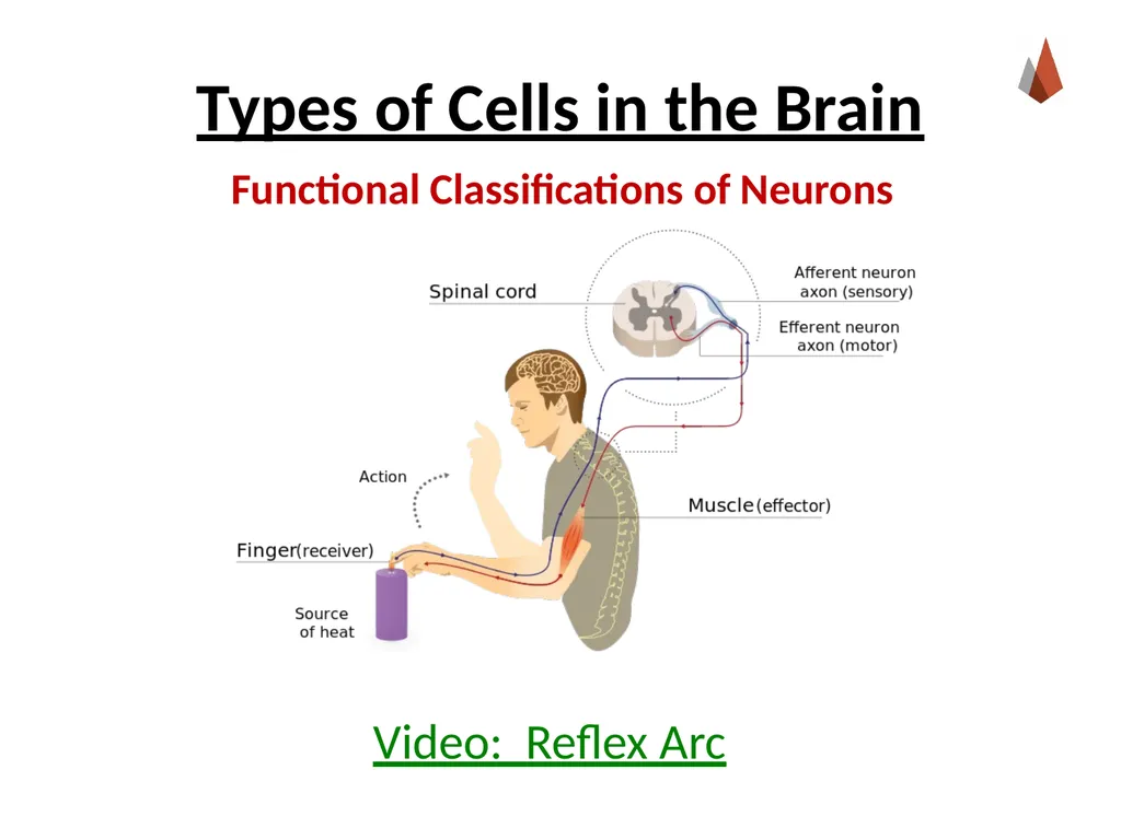 Neurons [Professor Name] [Class and Section - slide 11 of 37