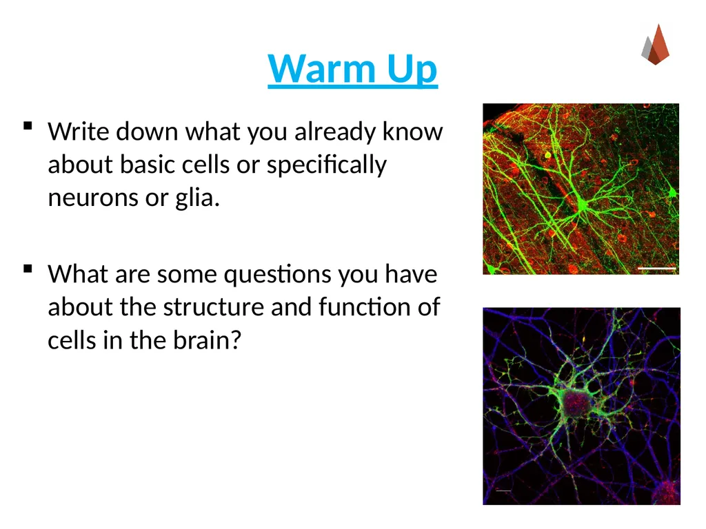 Neurons [Professor Name] [Class and Section - slide 3 of 37