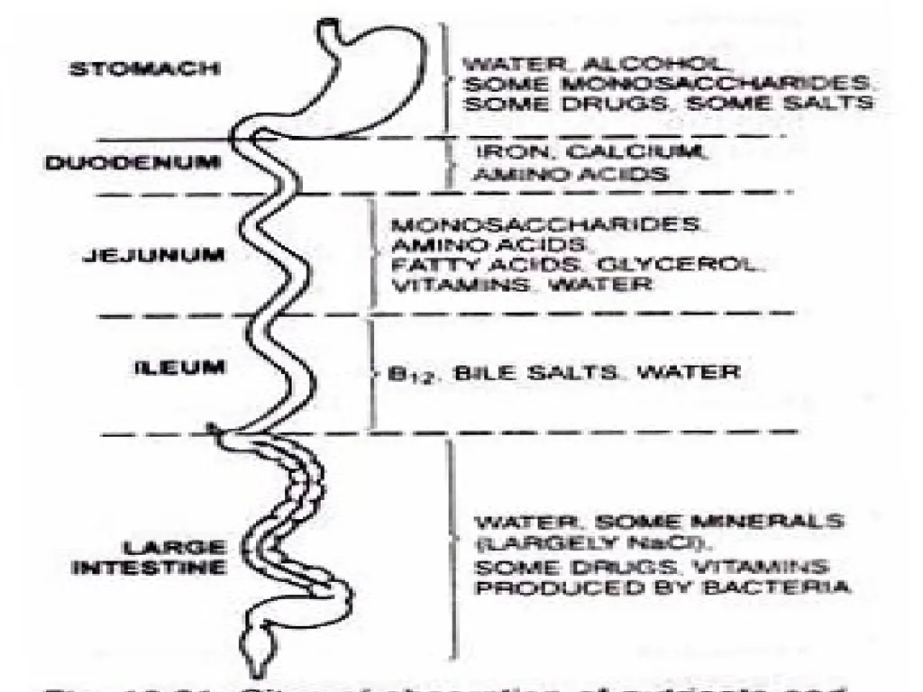 By, Sucheta Vijay Limaye. M.Sc. Health Science - slide 4 of 21