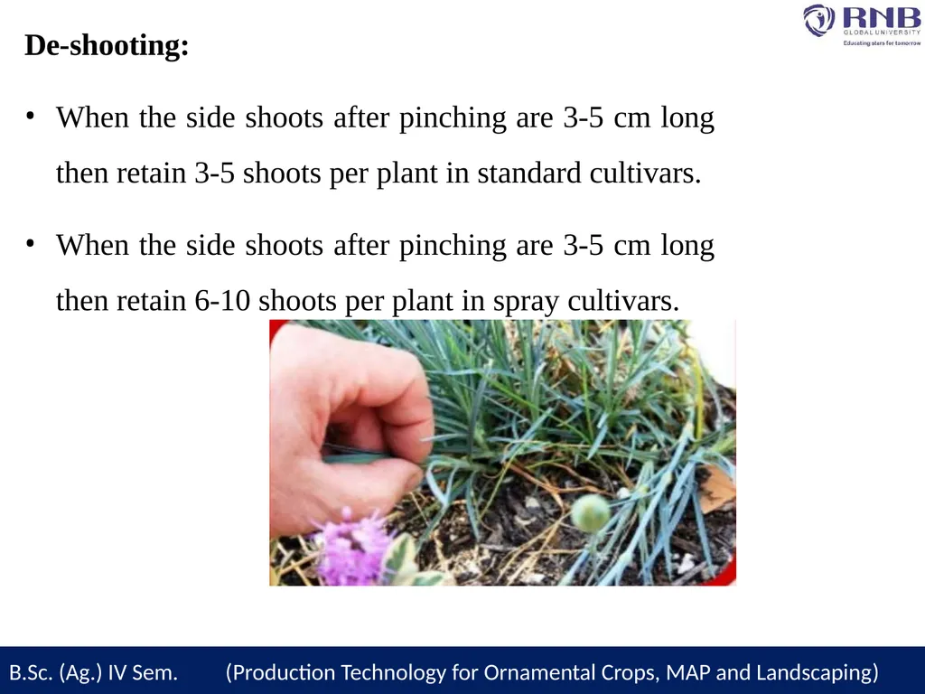 Course Name- Production Technology for Ornamental - slide 14 of 27