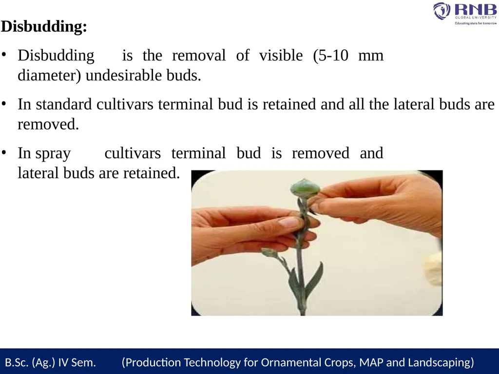 Course Name- Production Technology for Ornamental - slide 16 of 27