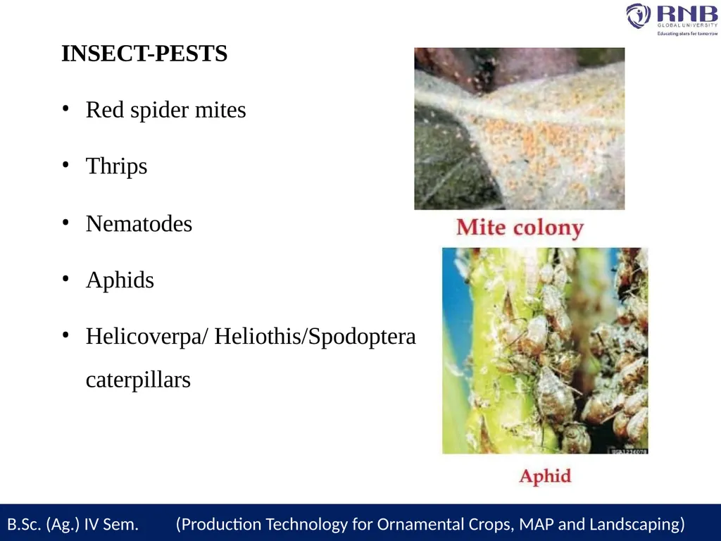 Course Name- Production Technology for Ornamental - slide 23 of 27