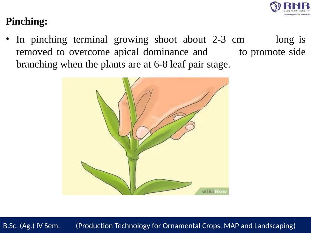 Course Name- Production Technology for Ornamental - slide 12 of 27