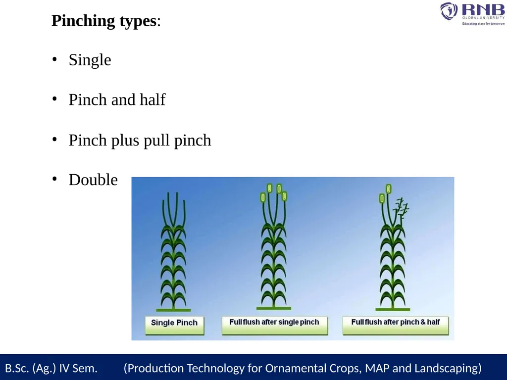 Course Name- Production Technology for Ornamental - slide 13 of 27
