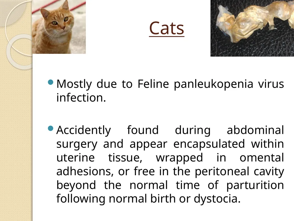Fetal Mummification Dr. Bhavna Assistant Professor - slide 27 of 27