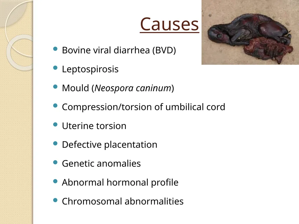 Fetal Mummification Dr. Bhavna Assistant Professor - slide 11 of 27