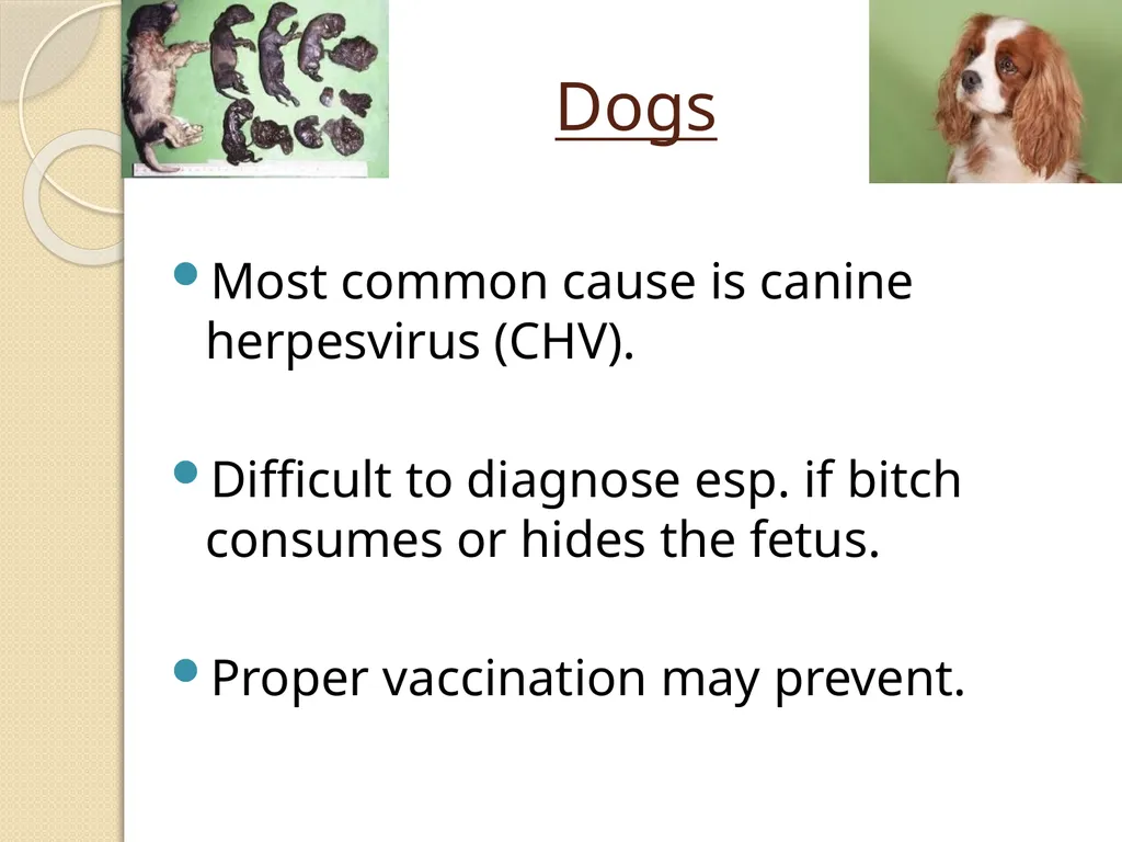 Fetal Mummification Dr. Bhavna Assistant Professor - slide 26 of 27