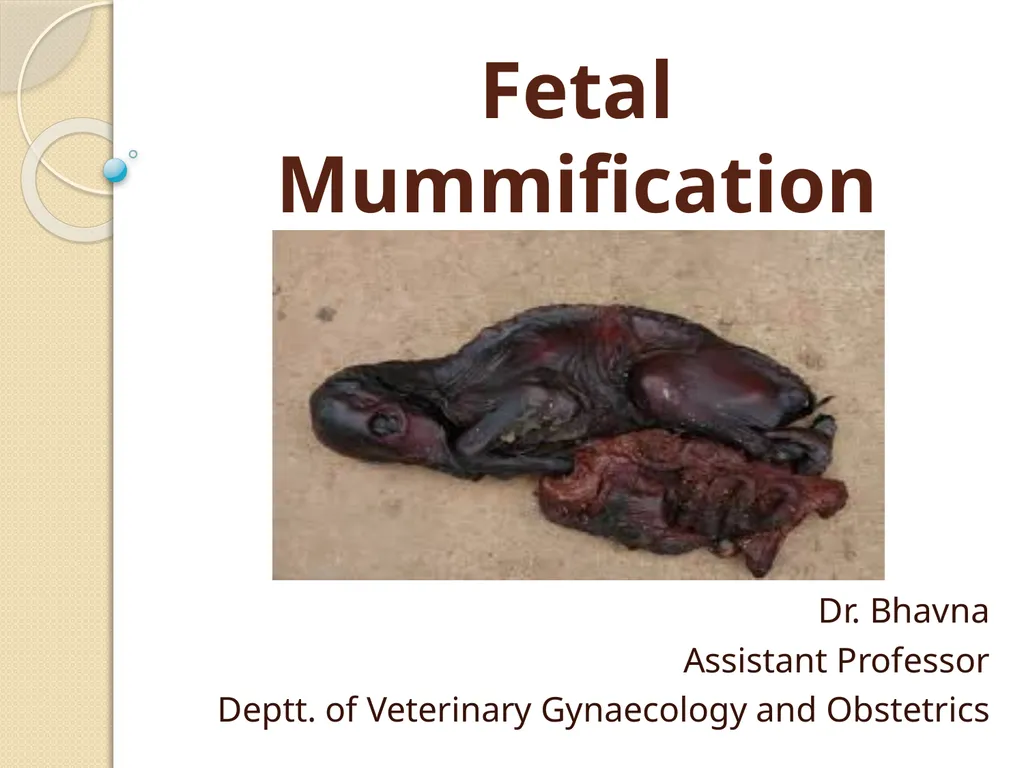 Fetal Mummification Dr. Bhavna Assistant Professor - slide 1 of 27
