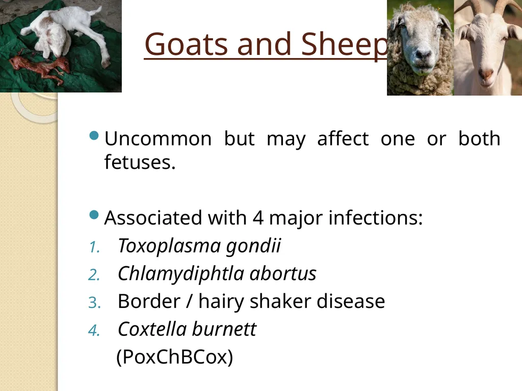 Fetal Mummification Dr. Bhavna Assistant Professor - slide 14 of 27