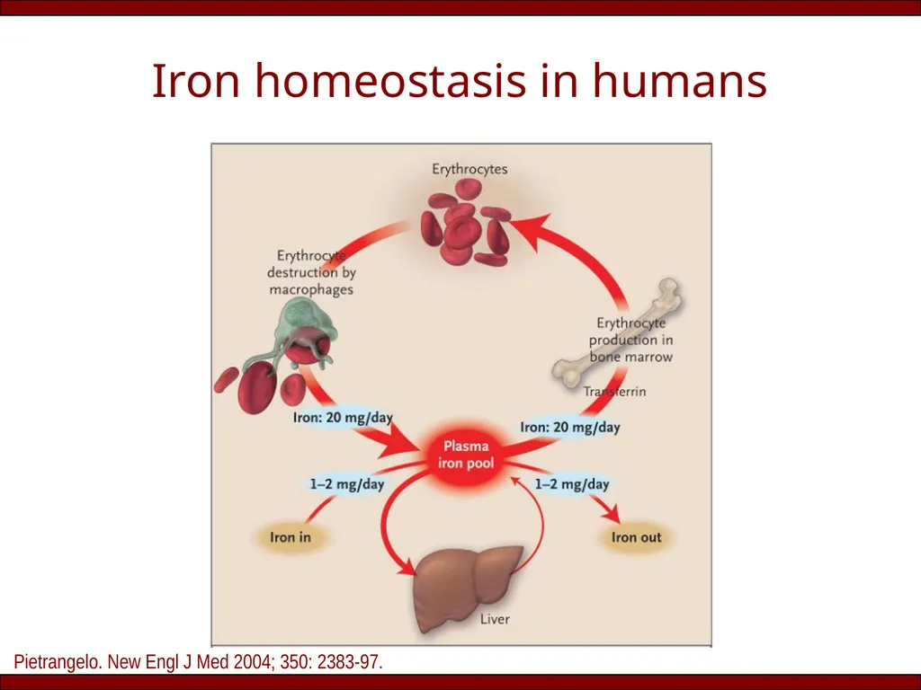 Does (HFE) hemochromatosis exist in India? Rakesh - slide 3 of 20