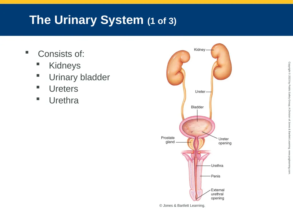 Gastrointestinal and Urologic Emergencies CHAPTER - slide 15 of 89