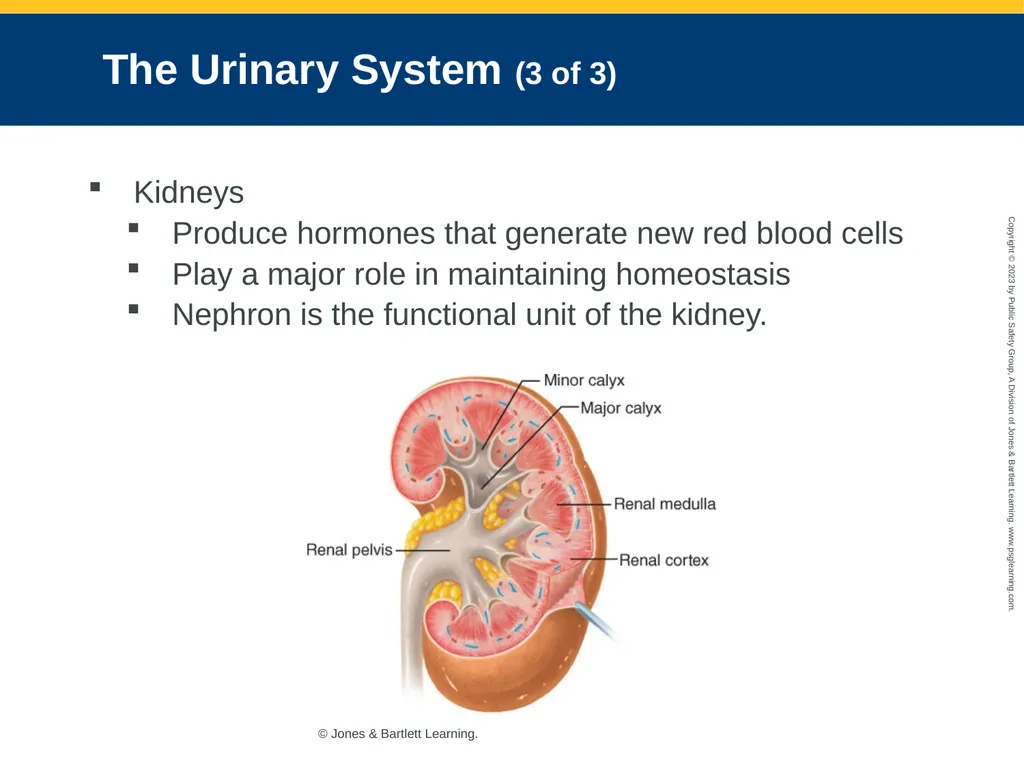 Gastrointestinal and Urologic Emergencies CHAPTER - slide 17 of 89