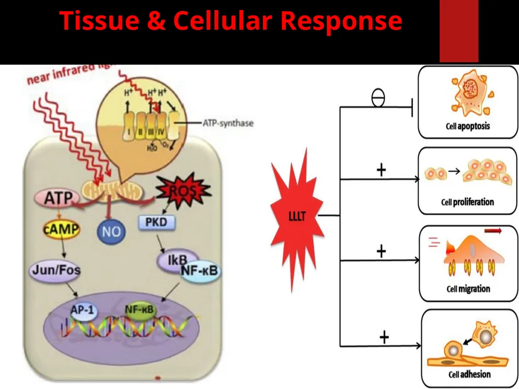 Low Level Laser Therapy (LLLT) Mohammed TA Omar - slide 29 of 39