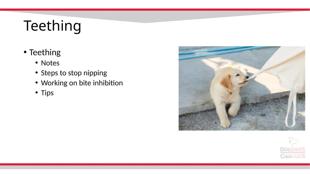 Teething Teething Notes Steps to stop nipping - slide 1 of 8