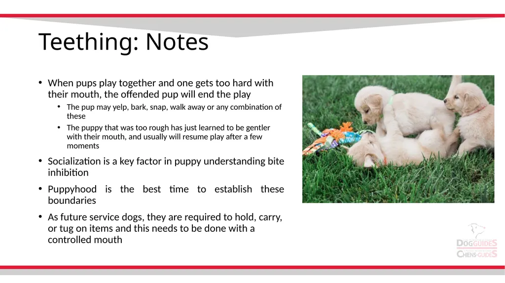 Teething Teething Notes Steps to stop nipping - slide 2 of 8