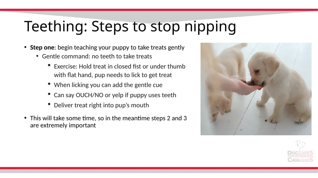 Teething Teething Notes Steps to stop nipping - slide 3 of 8
