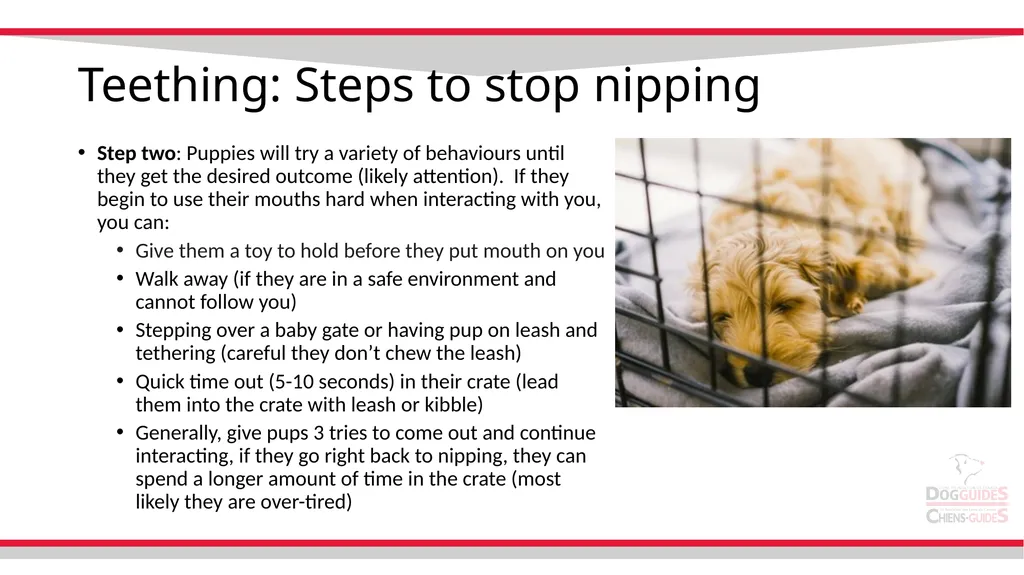 Teething Teething Notes Steps to stop nipping - slide 4 of 8