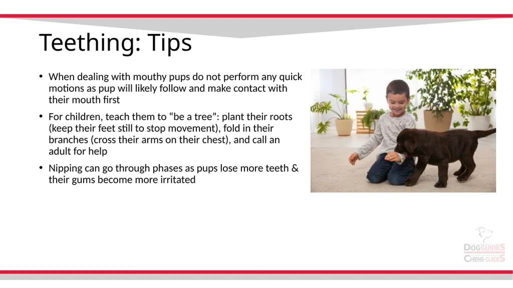 Teething Teething Notes Steps to stop nipping - slide 7 of 8