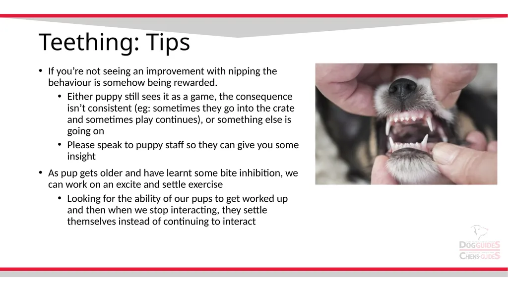 Teething Teething Notes Steps to stop nipping - slide 8 of 8