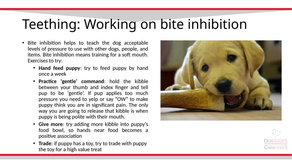 Teething Teething Notes Steps to stop nipping - slide 6 of 8