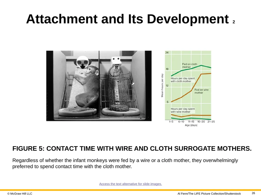 LIFE-SPAN DEVELOPMENT 19e John W. Santrock © - slide 26 of 47
