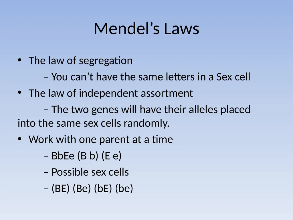 Punnett Squares: Genetic Crosses Making Genetic - slide 19 of 23