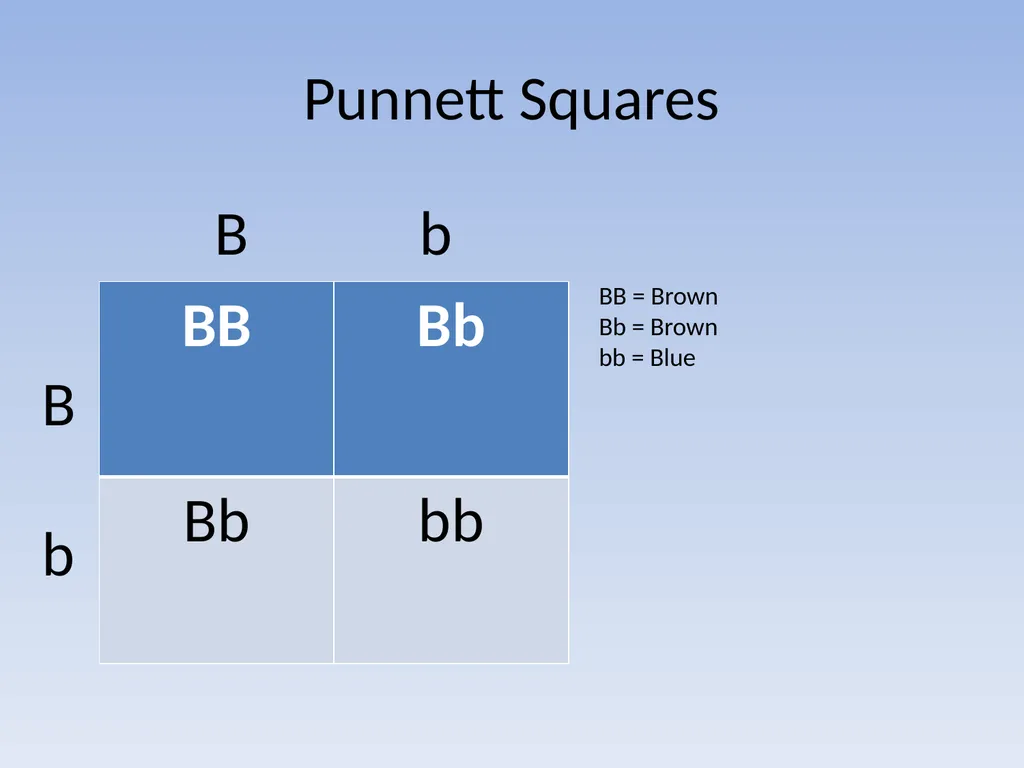 Punnett Squares: Genetic Crosses Making Genetic - slide 10 of 23