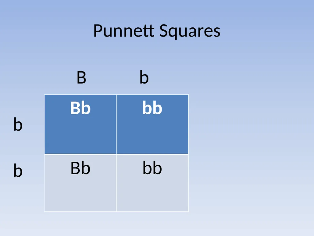 Punnett Squares: Genetic Crosses Making Genetic - slide 13 of 23