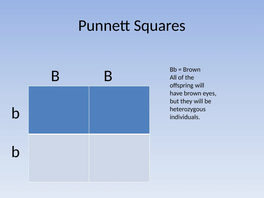 Punnett Squares: Genetic Crosses Making Genetic - slide 8 of 23