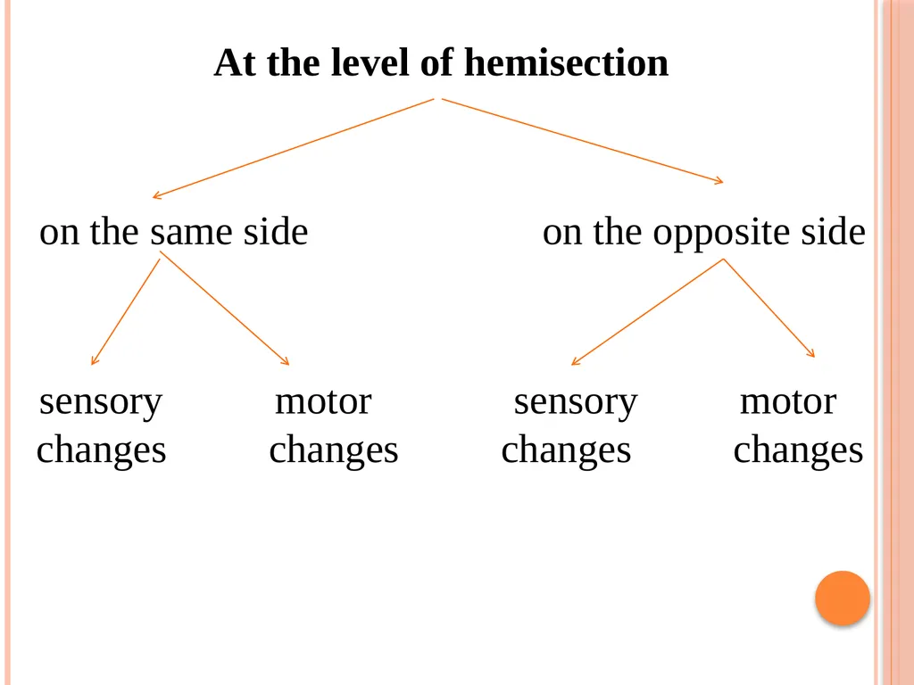 Hemi section of spinal cord - Brown sequard - slide 7 of 19