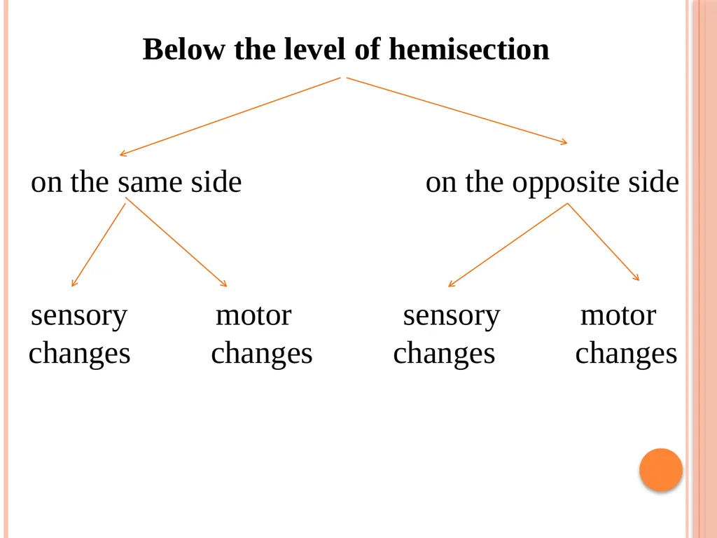 Hemi section of spinal cord - Brown sequard - slide 6 of 19