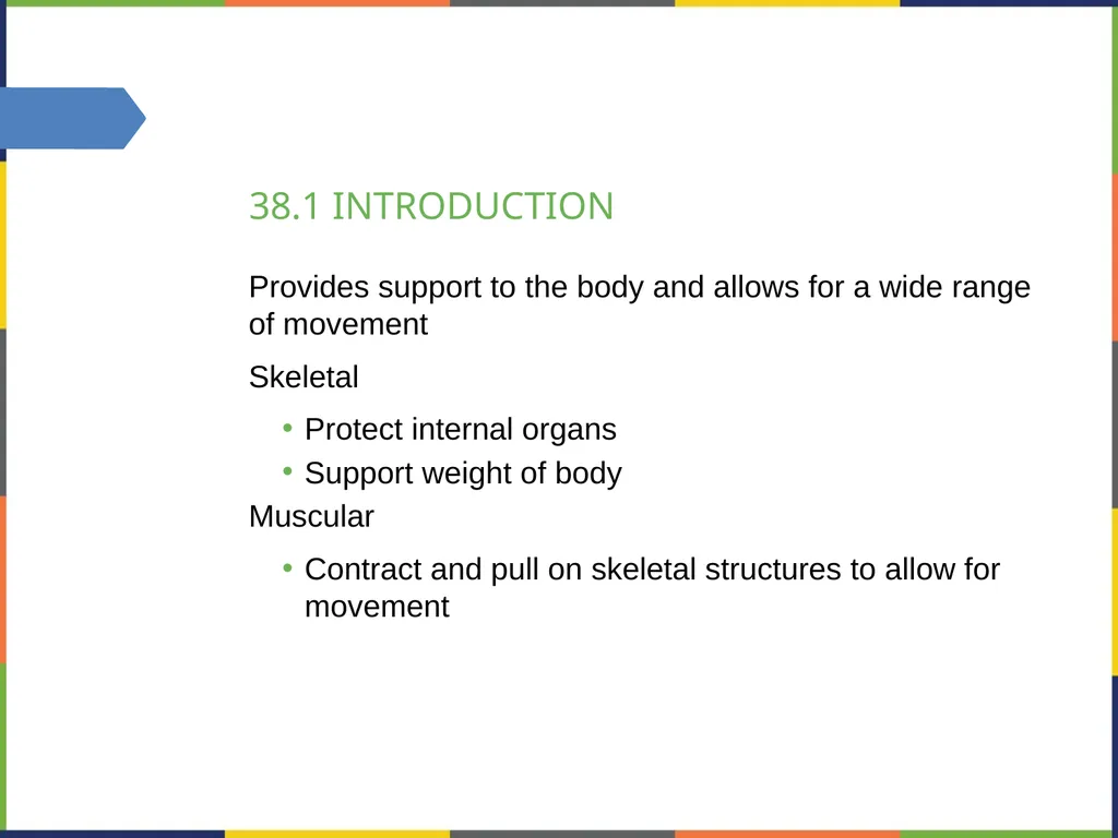 Chapter 38 THE MUSCULOSKELETAL SYSTEM PowerPoint - slide 2 of 15