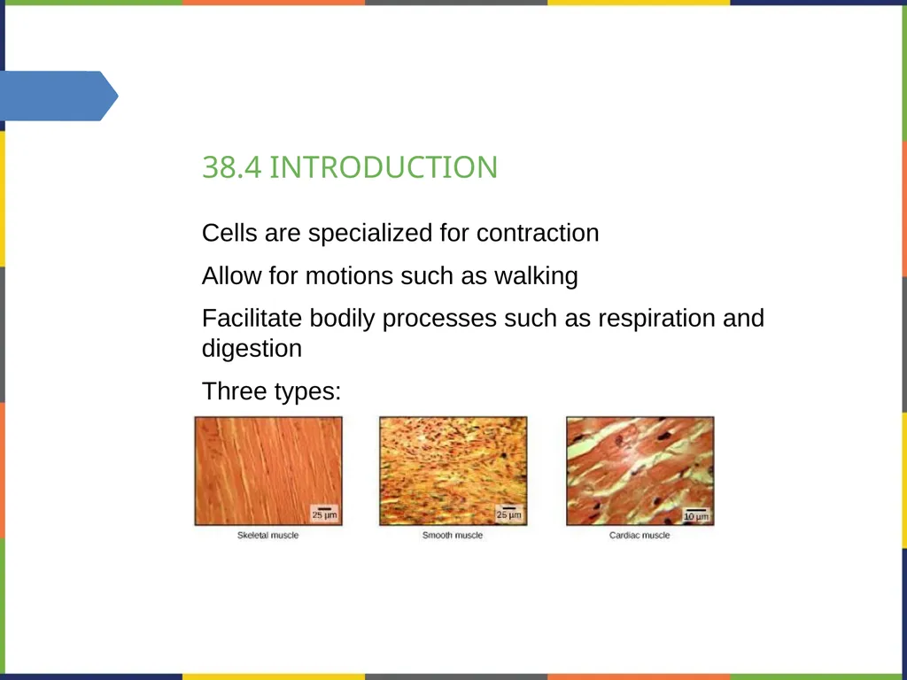 Chapter 38 THE MUSCULOSKELETAL SYSTEM PowerPoint - slide 10 of 15