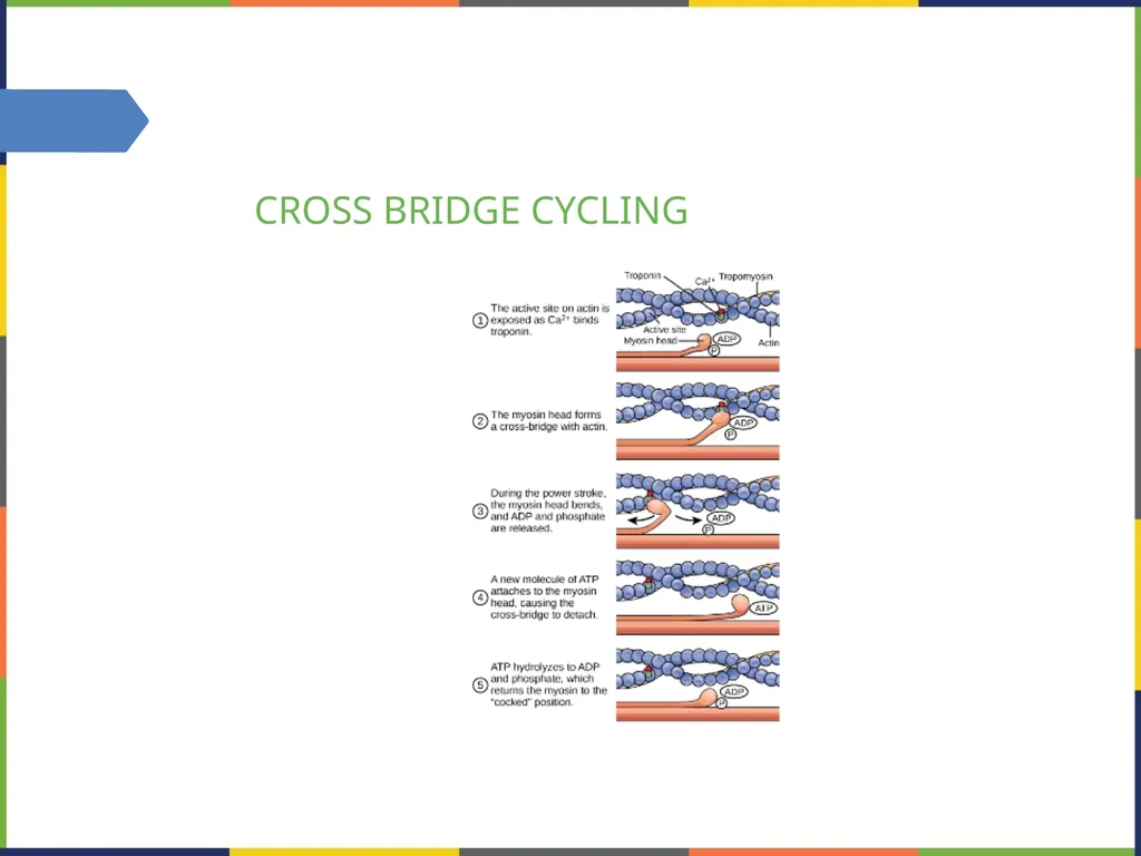 Chapter 38 THE MUSCULOSKELETAL SYSTEM PowerPoint - slide 13 of 15