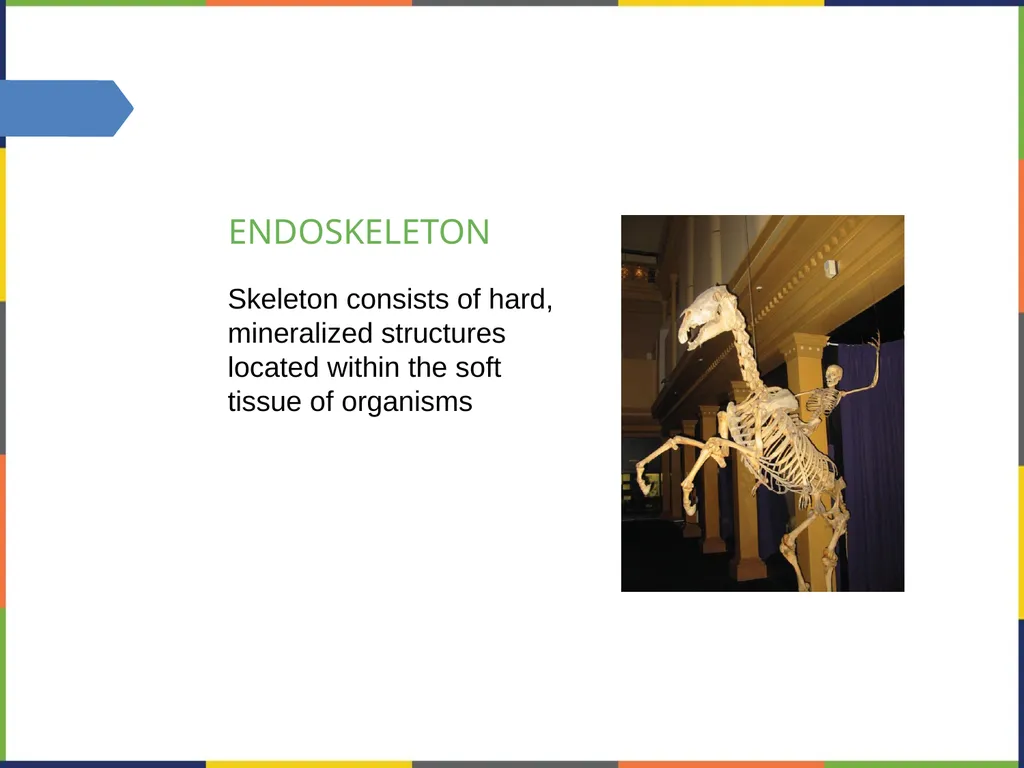 Chapter 38 THE MUSCULOSKELETAL SYSTEM PowerPoint - slide 8 of 15