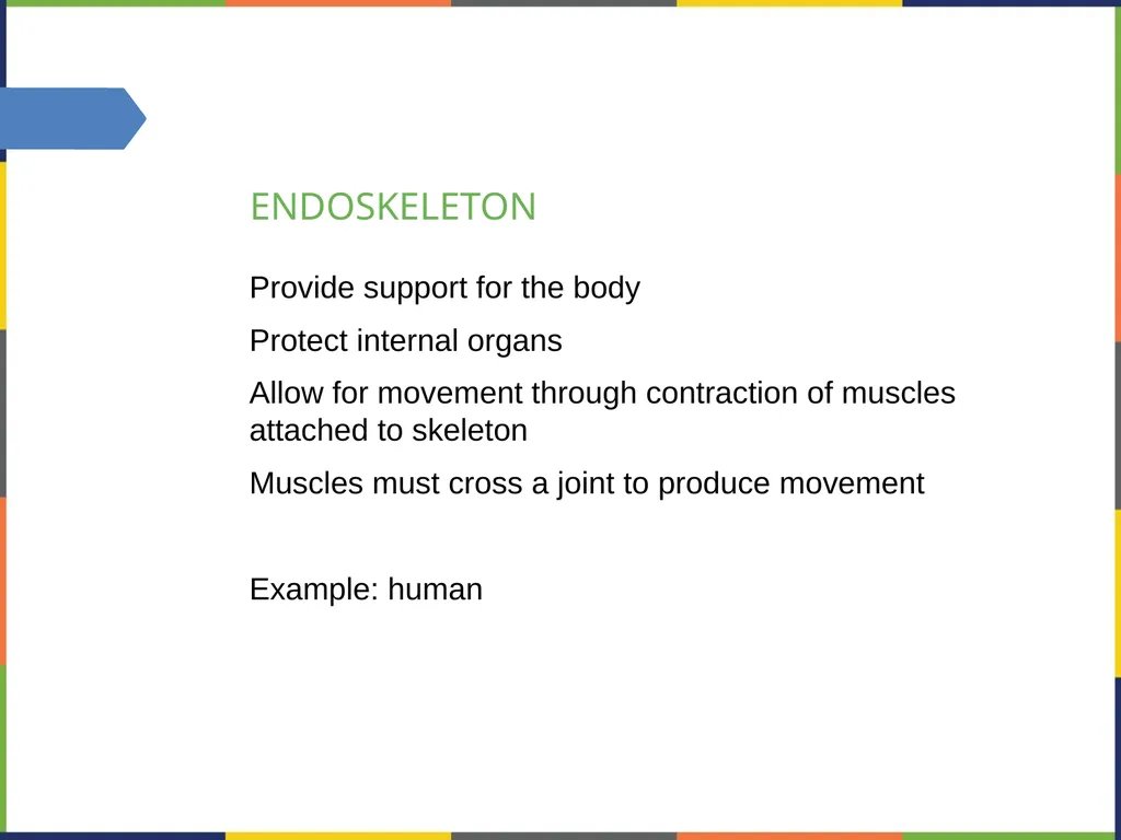 Chapter 38 THE MUSCULOSKELETAL SYSTEM PowerPoint - slide 9 of 15