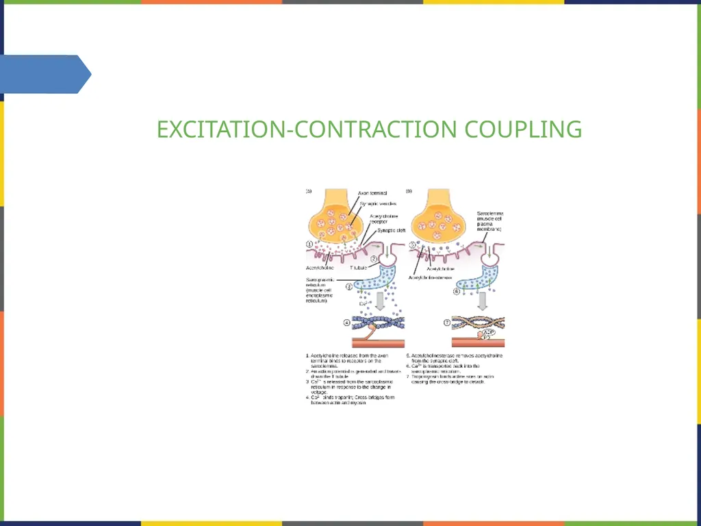 Chapter 38 THE MUSCULOSKELETAL SYSTEM PowerPoint - slide 14 of 15