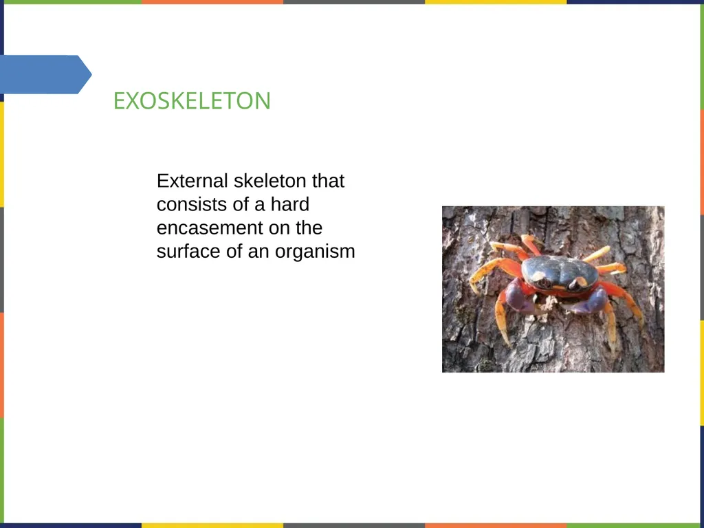 Chapter 38 THE MUSCULOSKELETAL SYSTEM PowerPoint - slide 6 of 15