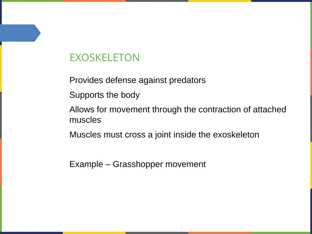Chapter 38 THE MUSCULOSKELETAL SYSTEM PowerPoint - slide 7 of 15