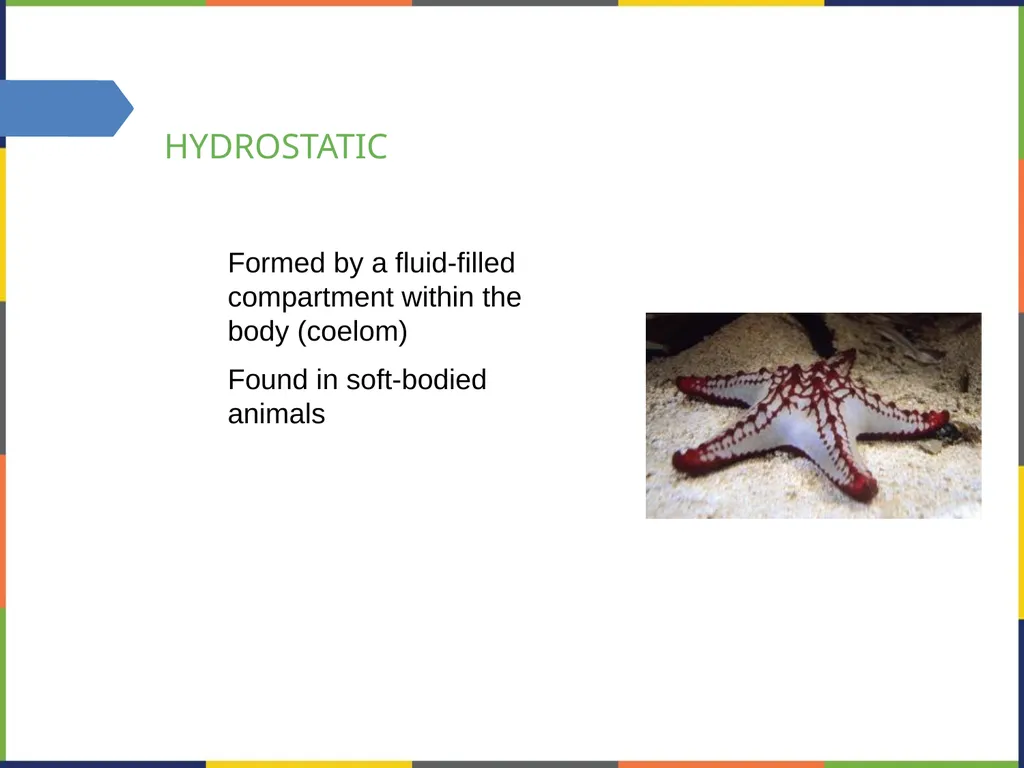 Chapter 38 THE MUSCULOSKELETAL SYSTEM PowerPoint - slide 4 of 15