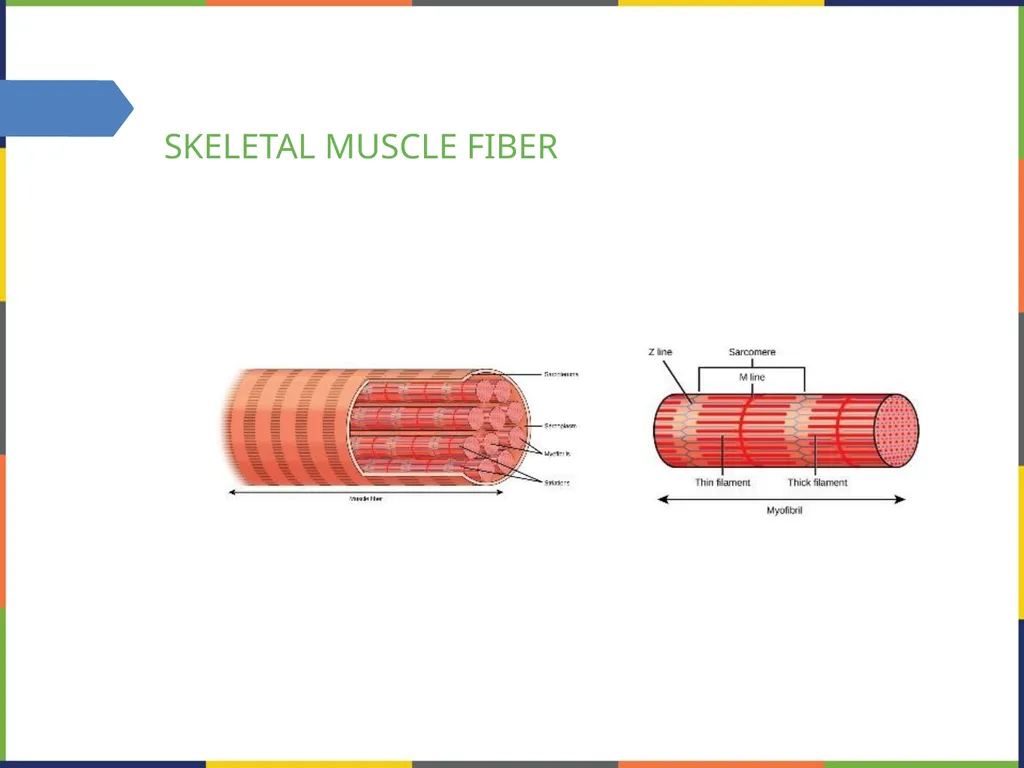 Chapter 38 THE MUSCULOSKELETAL SYSTEM PowerPoint - slide 11 of 15