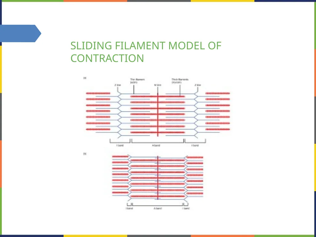 Chapter 38 THE MUSCULOSKELETAL SYSTEM PowerPoint - slide 12 of 15