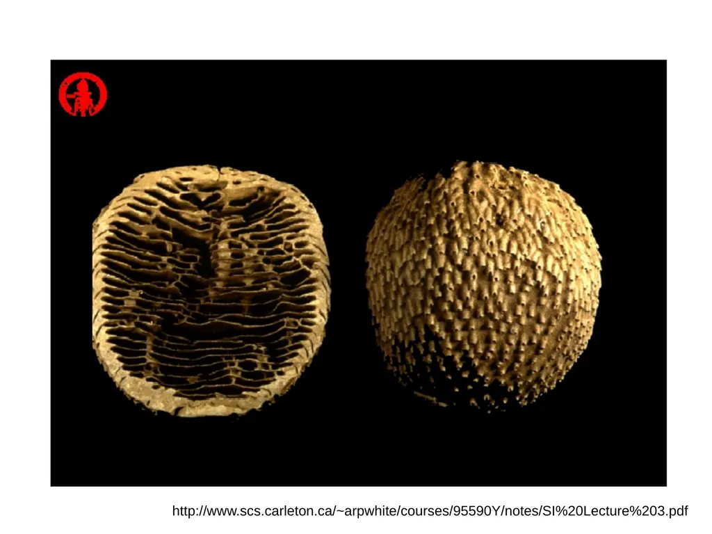 Ant Colony Optimization Prepared by: Ahmad - slide 6 of 50