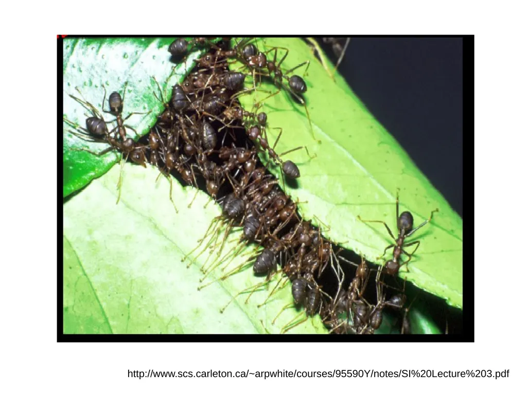 Ant Colony Optimization Prepared by: Ahmad - slide 7 of 50