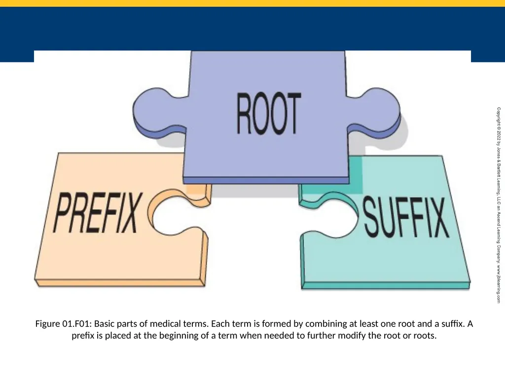 Chapter 1 Basic Term Parts and Medical Records - slide 2 of 6