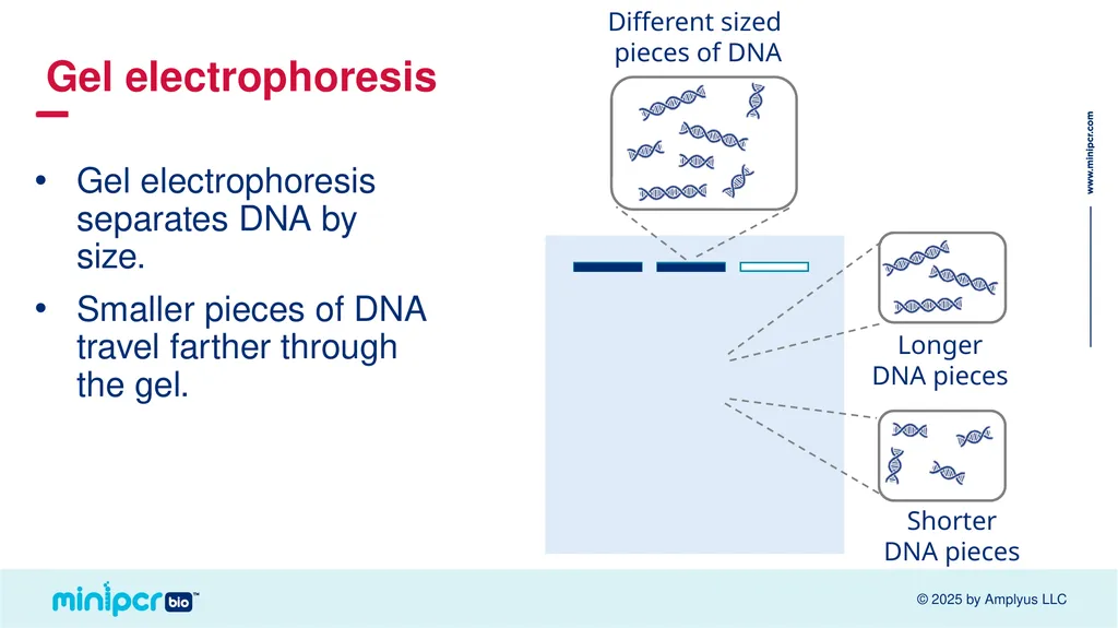Cystic Fibrosis Lab Missy Baker Missing!™ Two - slide 18 of 38