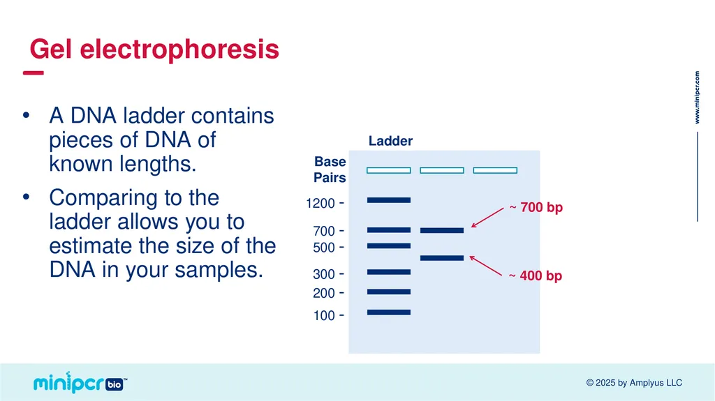 Cystic Fibrosis Lab Missy Baker Missing!™ Two - slide 19 of 38
