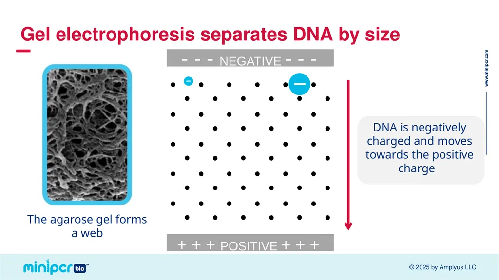 Cystic Fibrosis Lab Missy Baker Missing!™ Two - slide 16 of 38