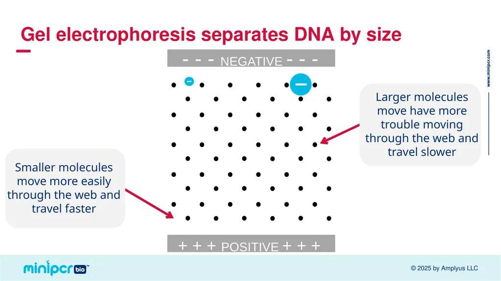 Cystic Fibrosis Lab Missy Baker Missing!™ Two - slide 17 of 38