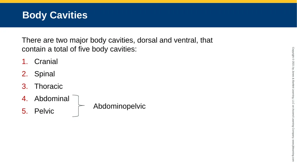 Body Structure CHAPTER 2 Learning Objectives List - slide 45 of 64